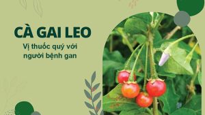 Cà gai leo cây thuốc quý với người bệnh gan