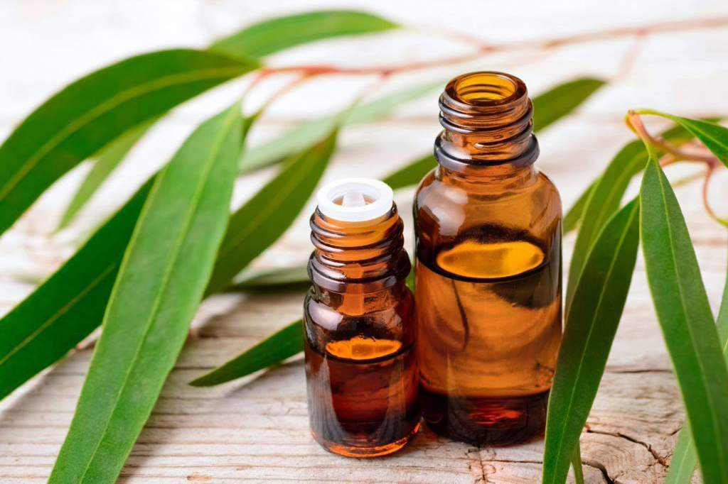 Lá khuynh diệp sau khi được phơi khô, đem đi nghiền nát và chưng cất để chiết ra tinh dầu