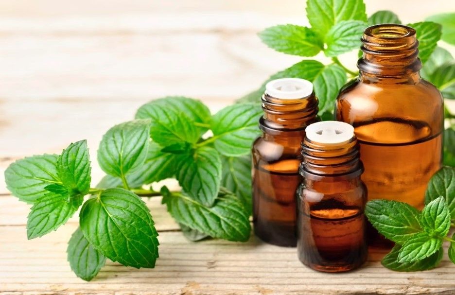 Tinh dầu Oregano giúp tăng cường miễn dịch và làm giảm sự khó chịu của cơn ho